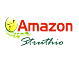 Amazon Struthio